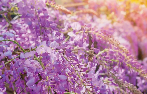 Tidak Kalah Indah, Ini 8 Tempat Menikmati Bunga Wisteria di Jepang